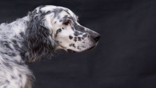 Image d'un setter anglais comme celui recruté par l'Institut Curie pour détendre les patients, eni_bilderschnipsel@Pixabay
