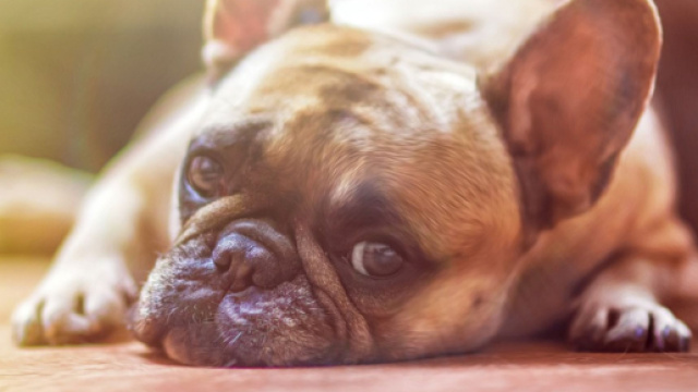 Les problèmes rénaux chez le chien sont une maladie à ne pas prendre à la légère (Capture Pixabay ©Pixabay)