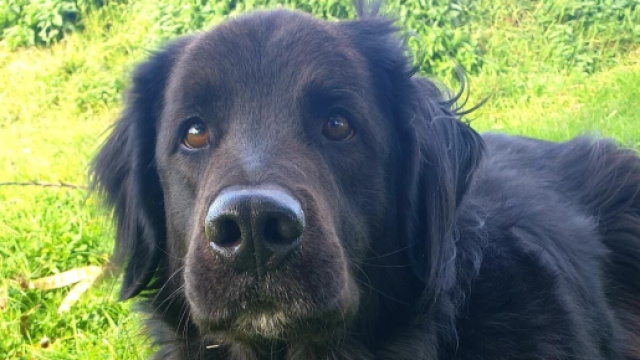 L'intelligence de votre animal pourrait bien vous sauver la vie ( capture Facebook ©Plume Family)