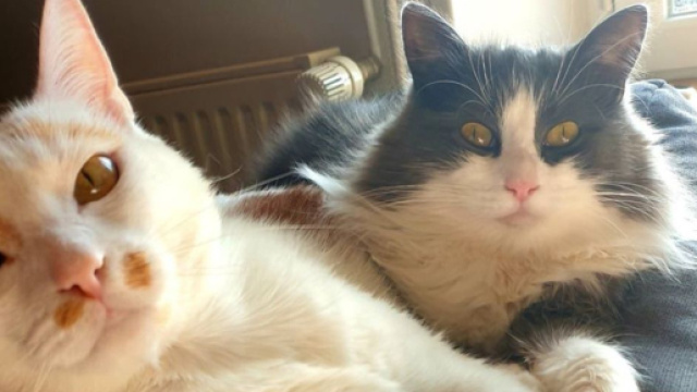 Réglez les bêtises de votre chat avant que cela ne prenne trop d'ampleur ( capture Facebook ©Plume Family)