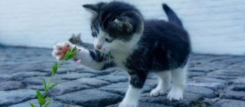 Les fleurs et les plantes peuvent constituer un danger pour nos animaux domestiques ( capture Pixabay ©Pixabay)