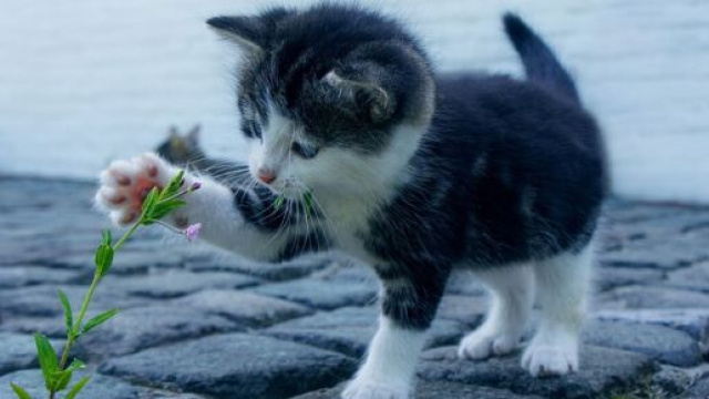Les fleurs et les plantes peuvent constituer un danger pour nos animaux domestiques ( capture Pixabay ©Pixabay)