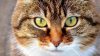 Les chats, adorables et mystérieux à la fois, fascinent toujours les humains
