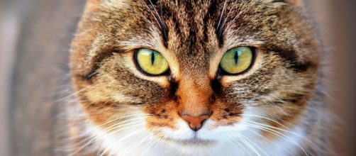 Les chats : ces compagnons mystérieux et fascinants ( capture Pixabay ©Pixabay )