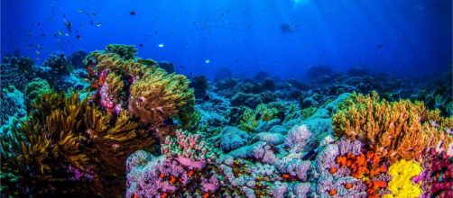 Calling in our Corals: aiuta gli scienziati marini a monitorare le barriere coralline grazie ad un IA