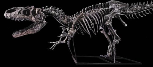 Un raro scheletro di Tyrannosaurus rex, è stato venduto all’asta per 5,3 milioni di dollari, record per il mercato europeo
