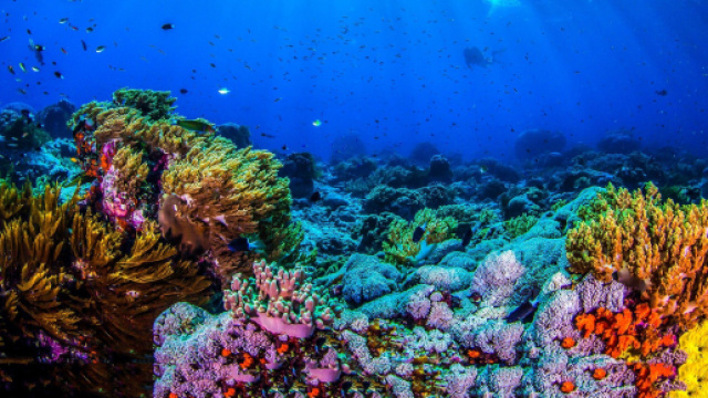 Calling in our Corals: aiuta gli scienziati marini a monitorare le barriere coralline grazie ad un IA