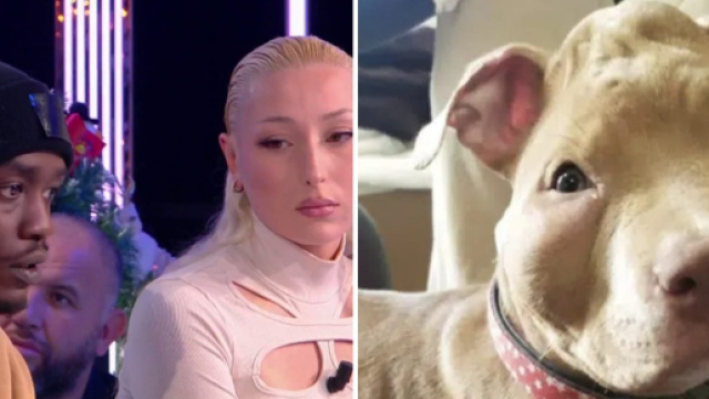 Rop et Rocka sont accusés d'avoir maltraité leur chienne. Source : screenshot twitter @TPMP