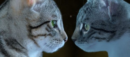 Voici le délai moyen pour que deux chats s'entendent ensemble (Source: Pixabay)