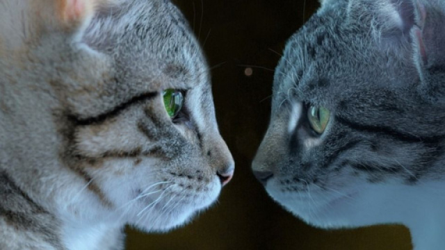 Voici le délai moyen pour que deux chats s'entendent ensemble (Source: Pixabay)