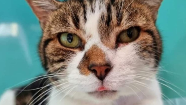 La SPA tire la sonnette d'alarme sur le nombre d'abandons (capture Facebook Plume Family)