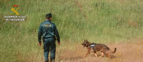Los perros de la Guardia Civil rastrearon la zona (Twitter, guardiacivil)