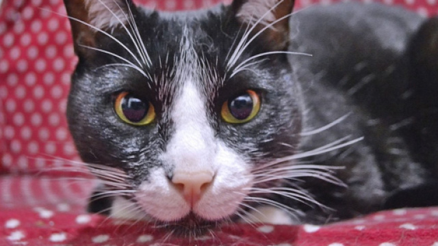 Les chats peuvent eux aussi avoir des pellicules. (Capture Pixabay ©Pixabay)