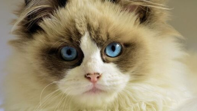 L'épilepsie chez le chat, une maladie mal connue (capture Pixabay ©Pixabay)