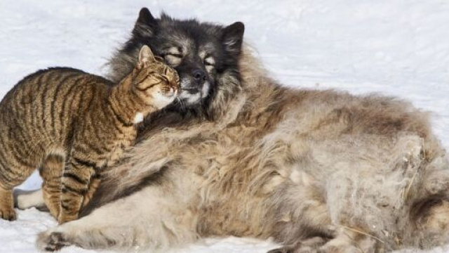 Les animaux de compagnie peuvent être de véritables alliés pour lutter contre la dépression (Capture Pixabay ©Pixabay)