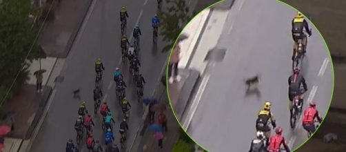 Giro d'Italia, la caduta di Remco Evenepoel provocata da un cane.