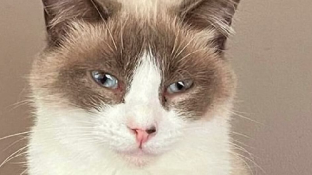 La surveillance du comportement de votre chat peut révéler des signes de maladie. (capture Facebook Plume Family)