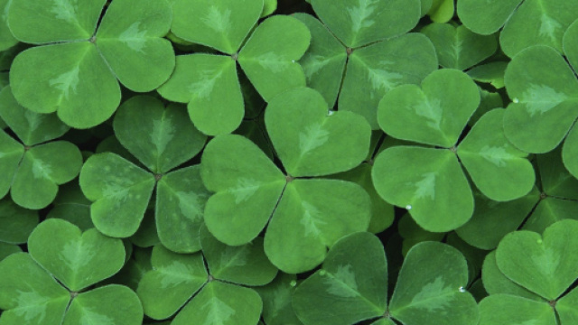 L'oroscopo e posizioni settimana dal 29 maggio al 4 giugno, fortuna: Leone determinato.