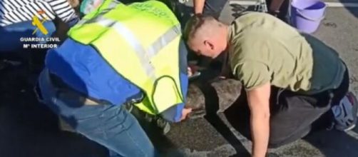 Gracias a la intervención de los viandantes y la Guardia Civil uno de los perros pudo salvarse (Twitter/Guardiacivil)