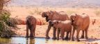 Photogallery - Safari 2023, i migliori per vivere l'Africa dal Serengeti a Etosha