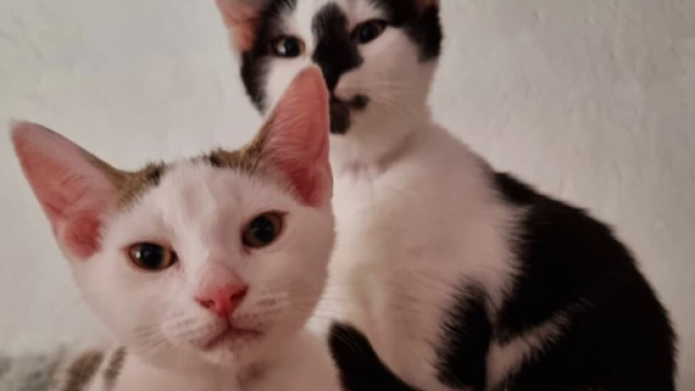 Protéger efficacement vos chiens et vos chats contre les parasites ( capture Facebook ©Plume Family)