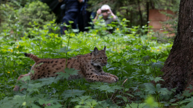 La Lince Karlo rilasciata sulle Alpi italiane (© Progetto lince Italia).