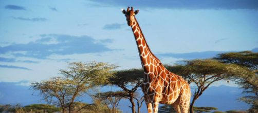 Giraffe, cambiamento climatico e rischio estinzione.