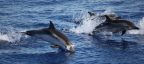 Photogallery - Baby talk, anche le mamme delfino lo usano per comunicare con i cuccioli