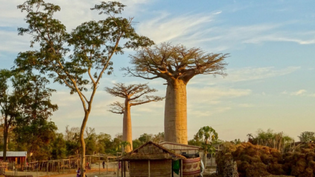 Africa, &egrave; nata la prima mappa di tutti gli alberi presenti sul territorio.