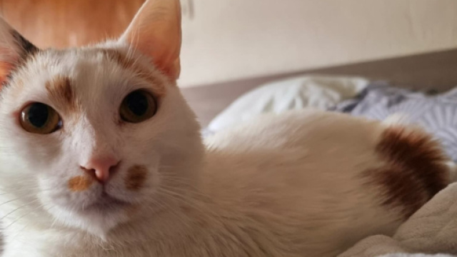 Faites attention &agrave; la m&eacute;t&eacute;o, car les fortes chaleurs sont nocives pour votre chat (capture Facebook @Plume Family)