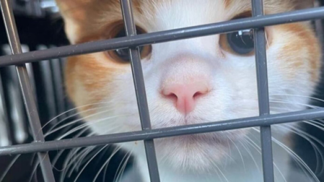 Les bons gestes pour voyager avec son animal en toute sécurité (capture Facebook @Plume Family)