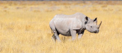 Rinoceronte bianco: creati embrioni per tentare di salvare la specie.