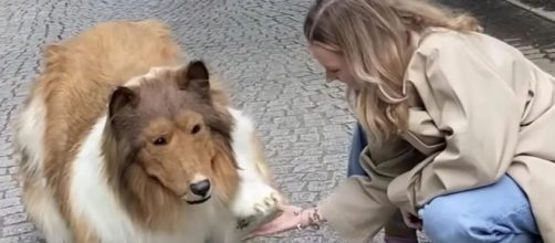 Youtuber japonés sale a pasear transformado en un perro Border Collie (Youtube/I_want_to_be_an_animal)