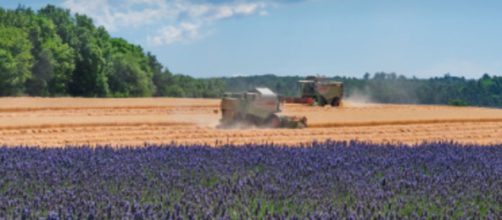 El joven llevaba un año trabajando en la zona agrícola de Guadix (Pixabay)