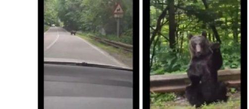 Oso saludando en una carretera de Rumania (Twitter/picazomario)