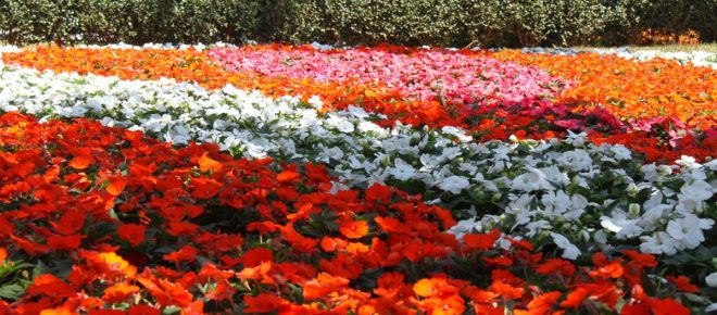 Holambra realiza quadragésima edição da Expoflora, com muitas flores e novidades