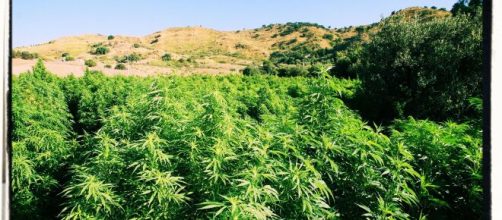 La pinatagione di maijuana è stata sequestrata dai carabinieri.