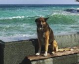 El 'Hachiko de Crimea' se ganó el cariño de todos los vecinos de Yalta (X, @Trollstoy88)