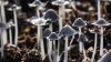 Usa, terapia con psilocibina per la depressione: lunga lista d'attesa per i 'funghi allucinogeni'