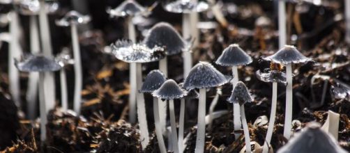 L'Oregon apre alla sperimentazione legale dei funghi allucinogeni per la cura di malattie mentali. ©Pexel