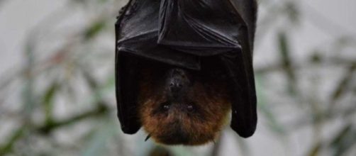 O morcego pode transmitir o vírus da raiva (Divulgação/Freepik)