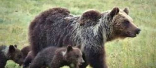 L'orsa Amarena con i cuccioli.