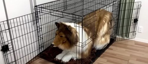 Toco ha afirmado que logró su sueño de convertirse en perro (Youtube, Quiero Ser Un Animal)
