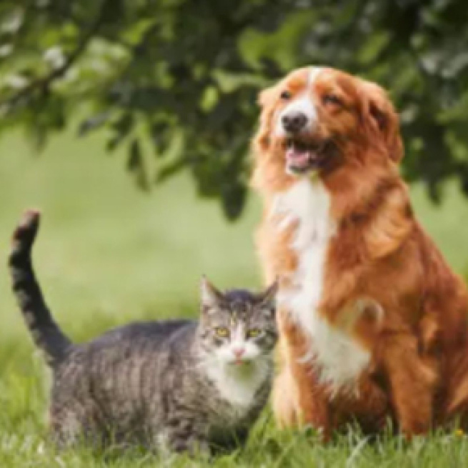 Los perros y los gatos siempre han estado al lado de su dueña (Pixabay)