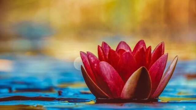 Un fiore in un laghetto (© Pixabay)