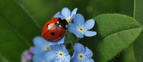 Coccinella portafortuna con fiori - © Pixabay.