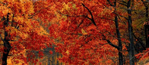 Chiome di alberi in autunno © Pexels.com