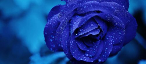 Una rosa colorata di blu (©pixabay.com)