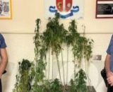 I Carabinieri sequestrano della marijuana a Mesoraca - © Carabinieri.It