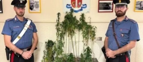 I Carabinieri sequestrano della marijuana a Mesoraca - © Carabinieri.It